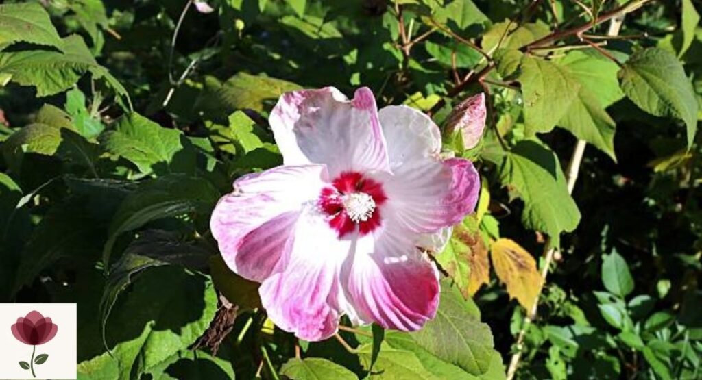 Rose Mallow