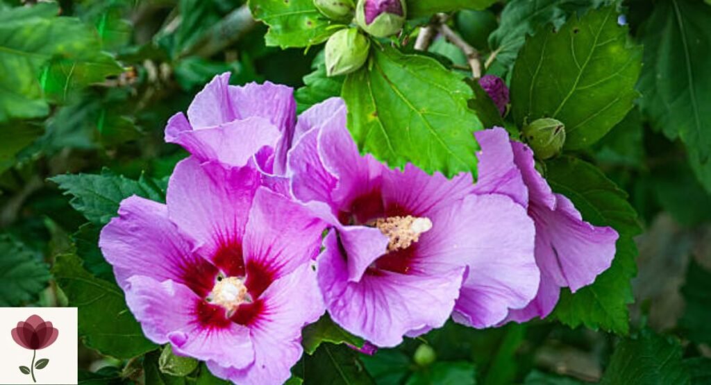 Rose of Sharon