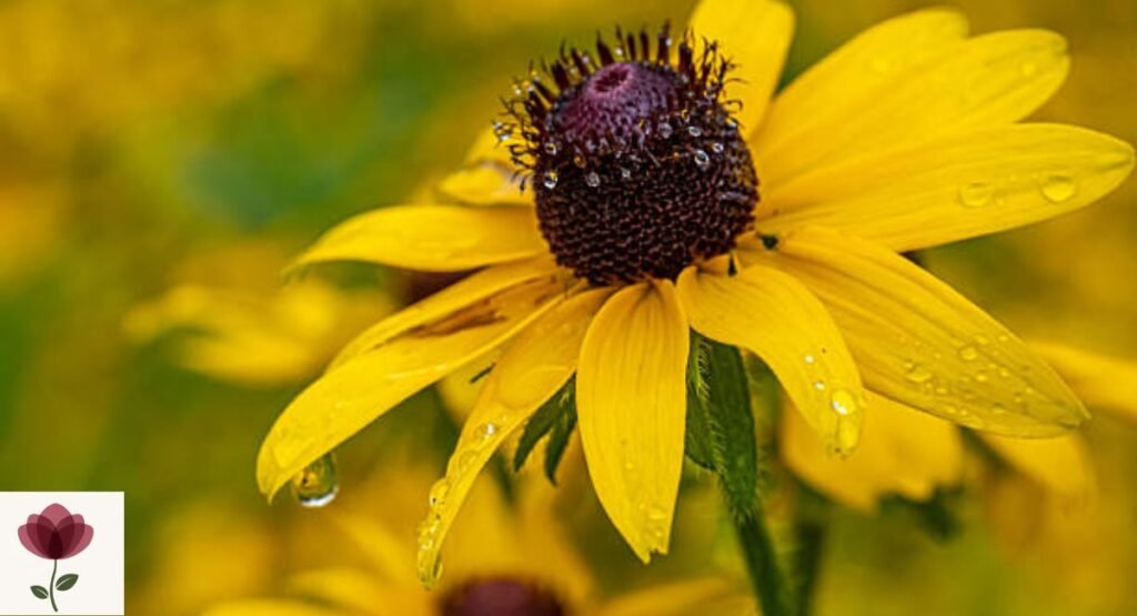 Rudbeckia