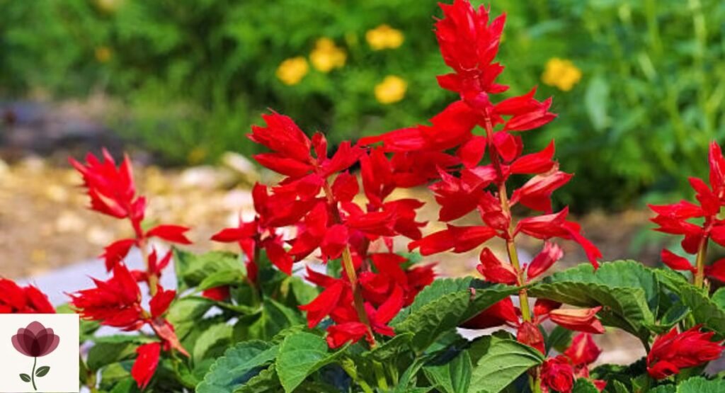 Salvia