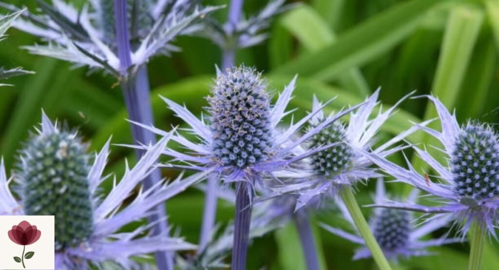 sea-holly