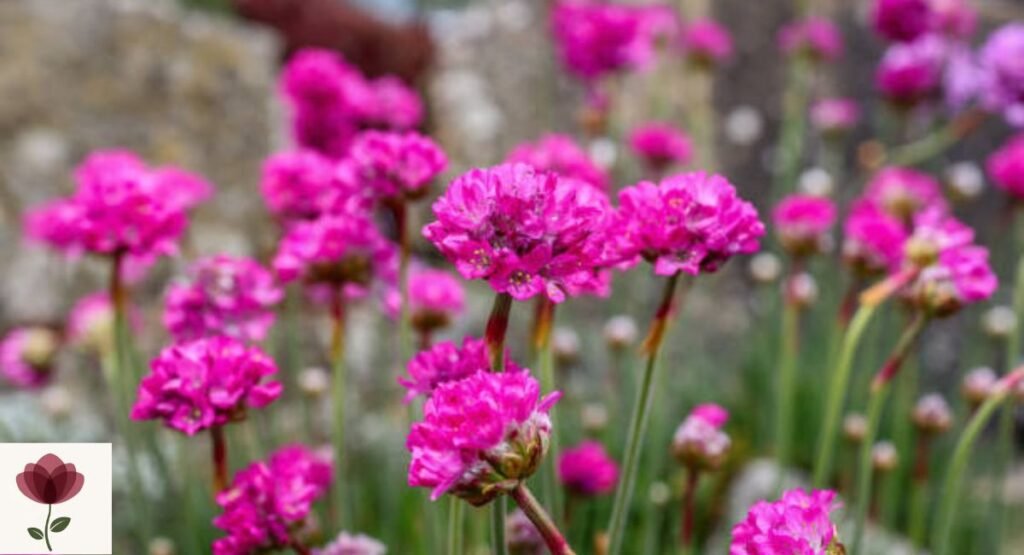 Sea Thrift