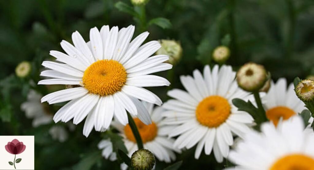 shasta-daisy