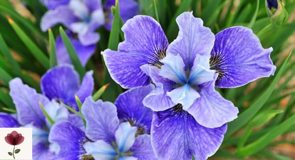 Siberian Iris