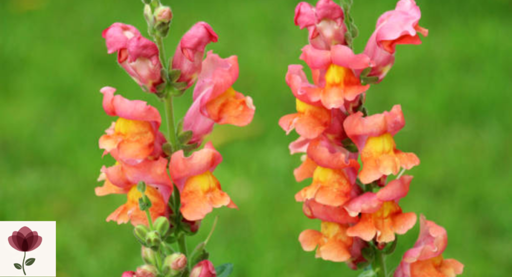 Snapdragon