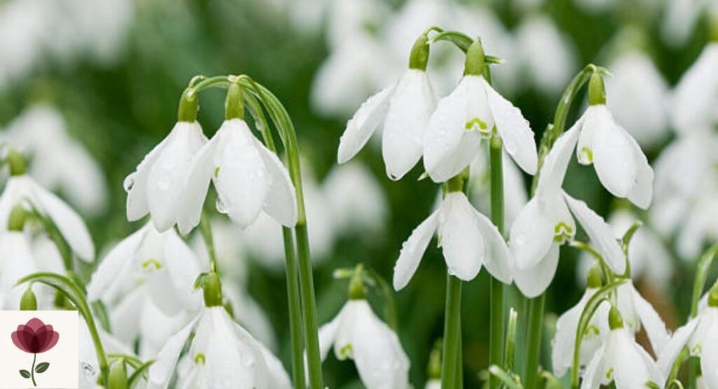 Snowdrop