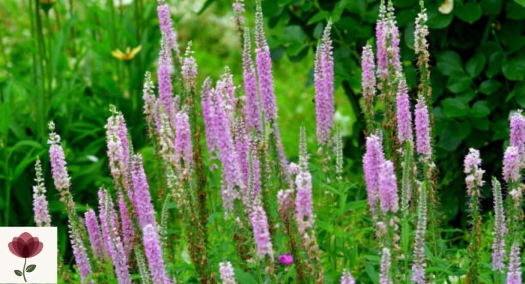 Speedwell
