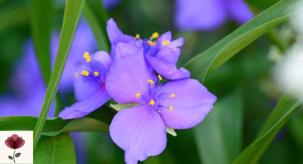 Spiderwort