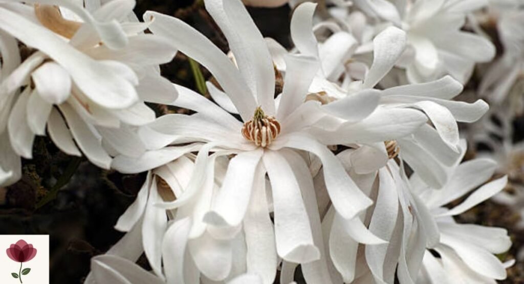 Star Magnolia