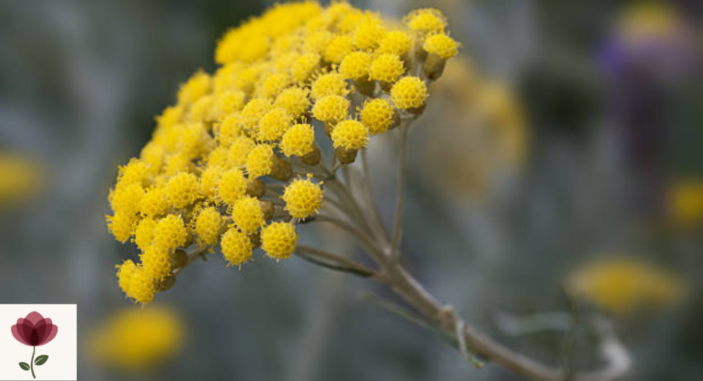 Strawflower