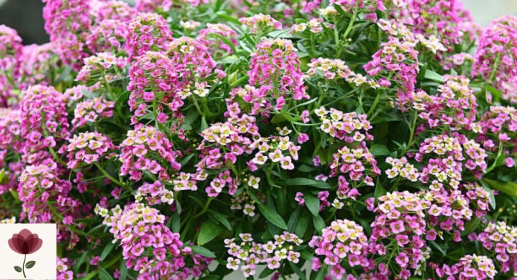 Sweet Alyssum
