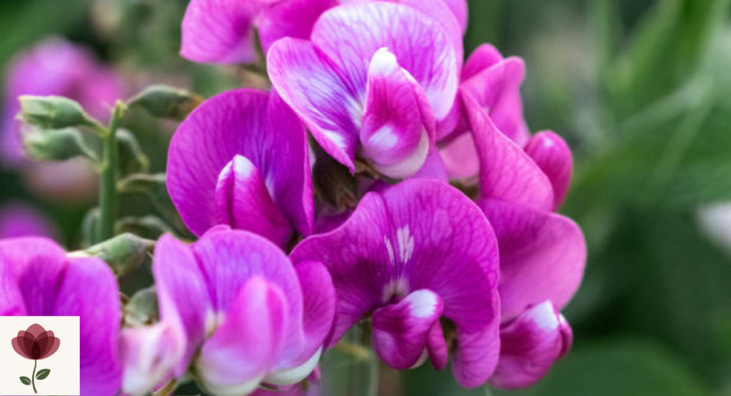 Sweet Pea