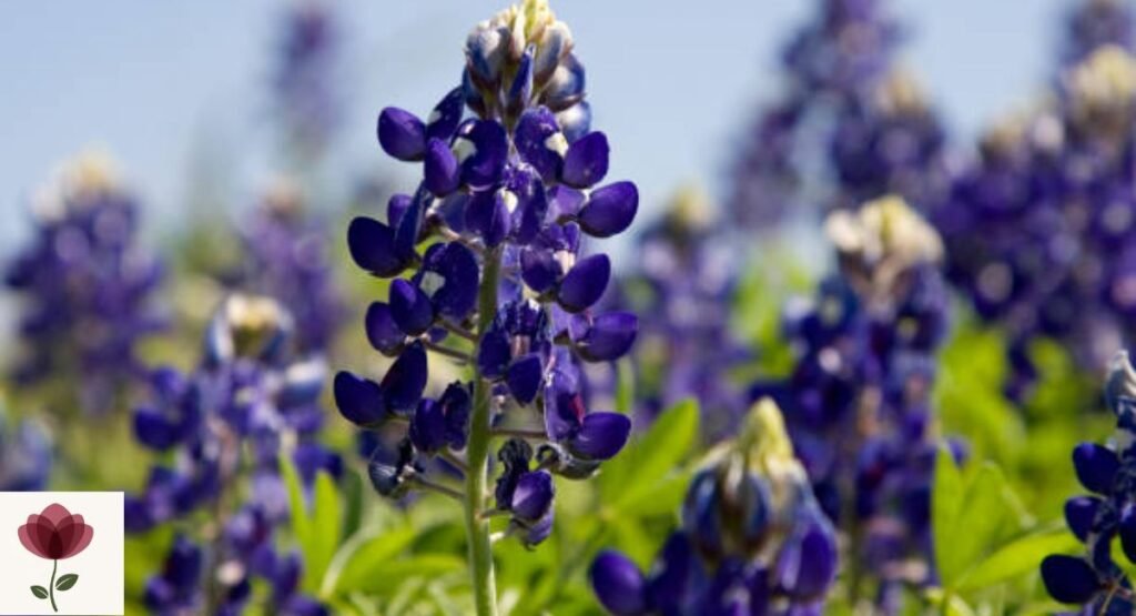 Texas Bluebonnet