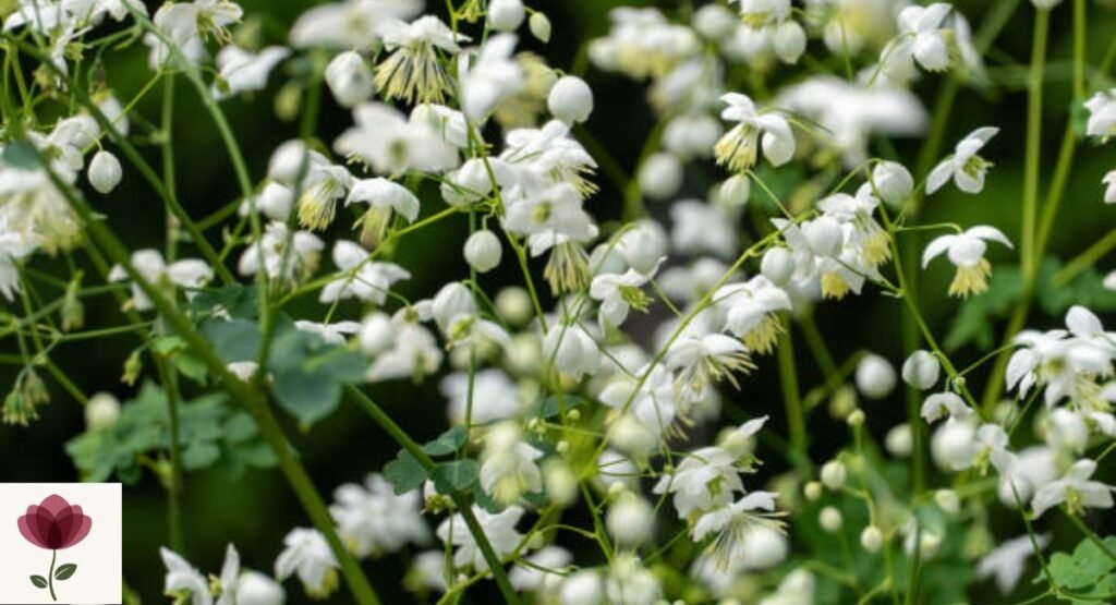 Thalictrum