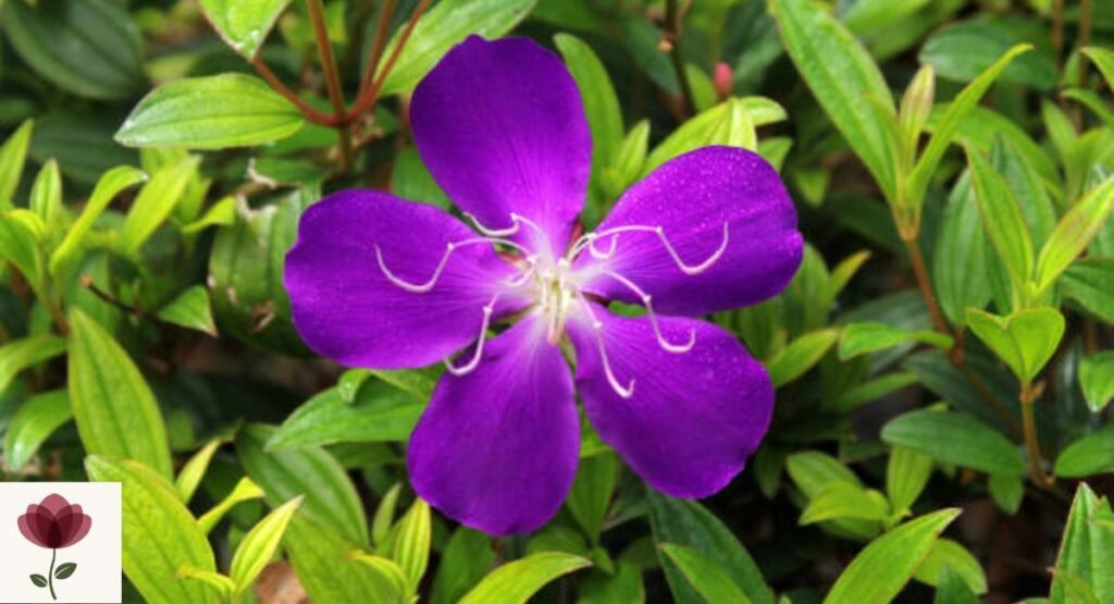 Tibouchina