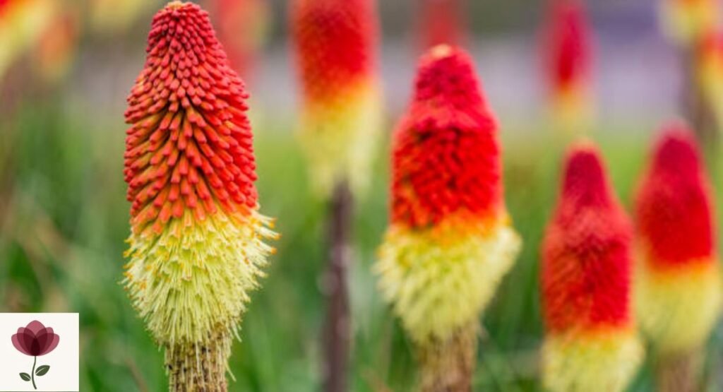 Torch Lily
