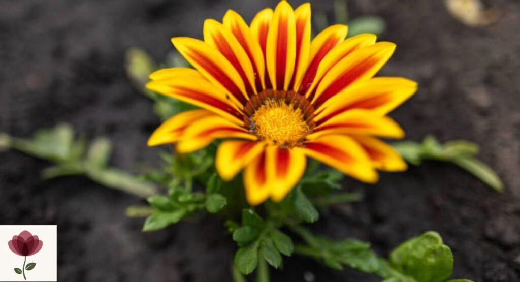 Treasure Flower