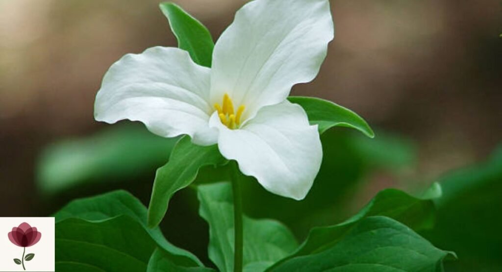 Trillium