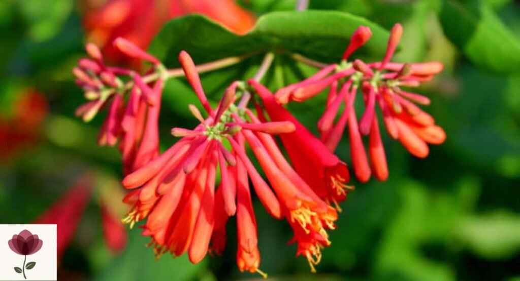 Trumpet Honeysuckle