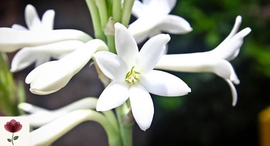 Tuberose