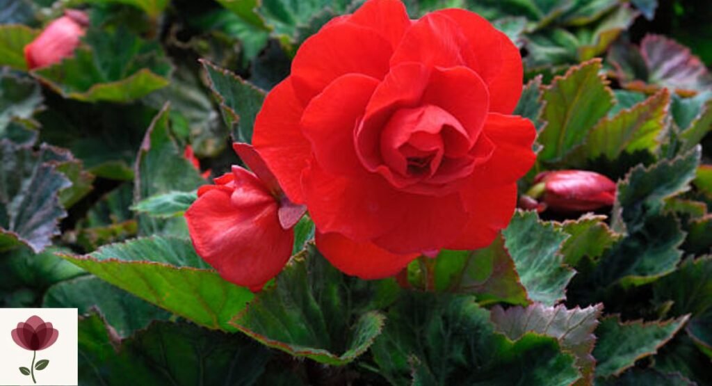 Tuberous Begonia