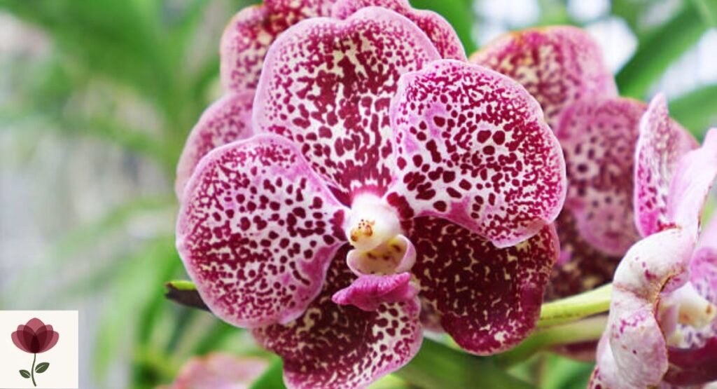 Vanda Orchid