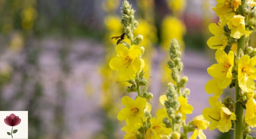 Verbascum