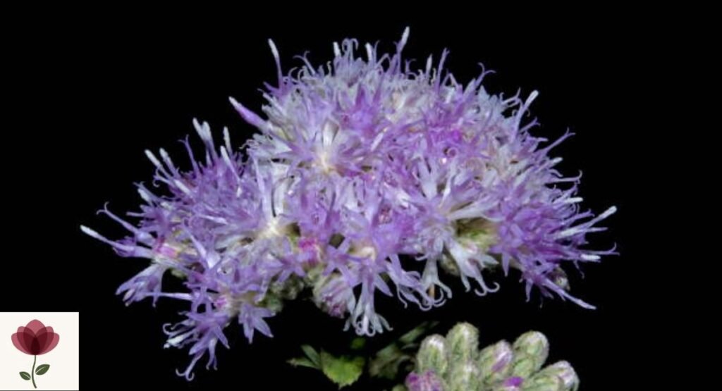 Vernonia