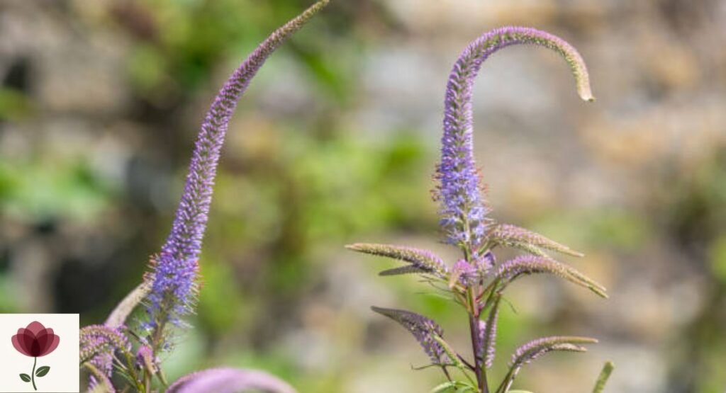 Veronicastrum