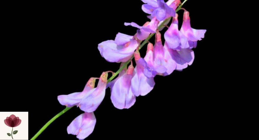 Vetchling