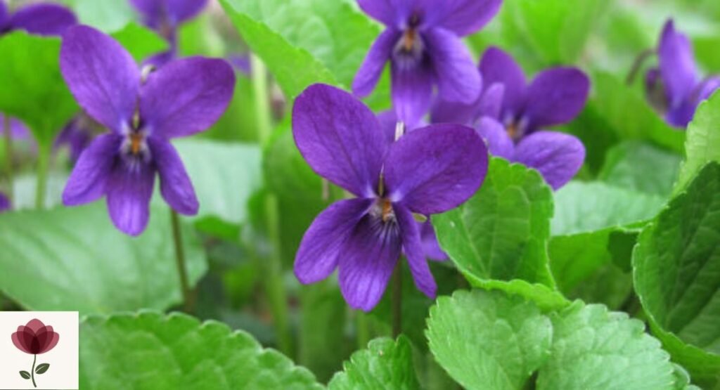 Violet