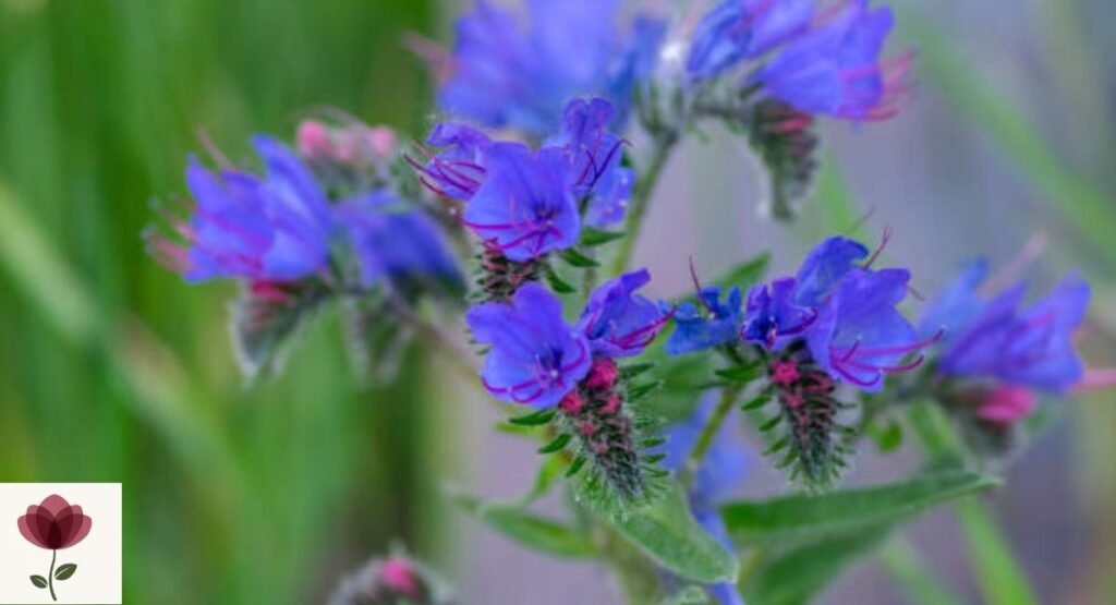 Viper’s Bugloss