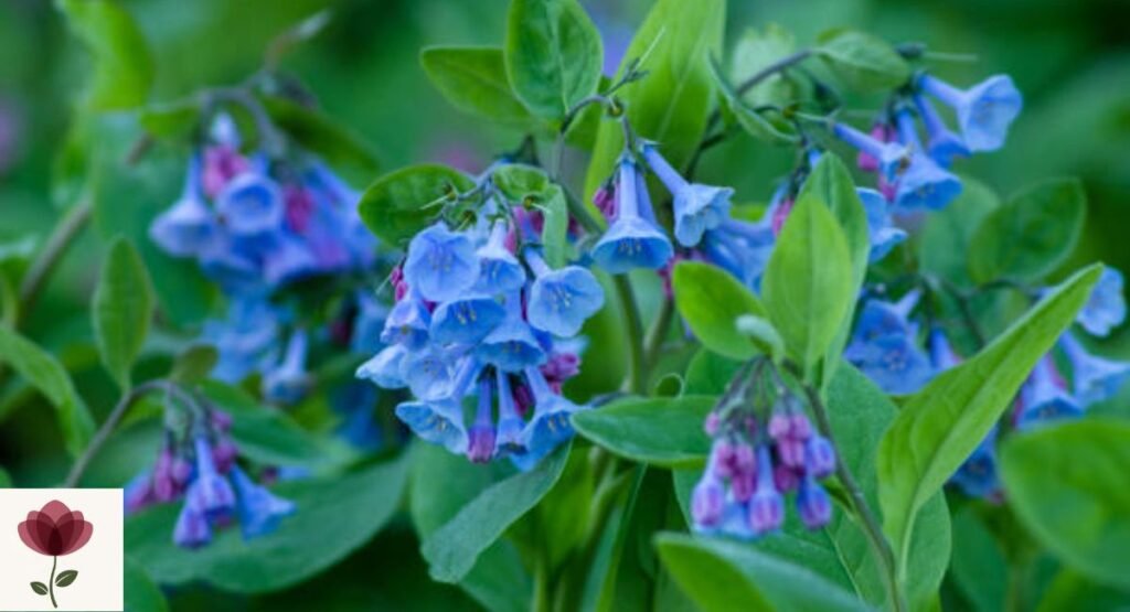 Virginia Bluebells