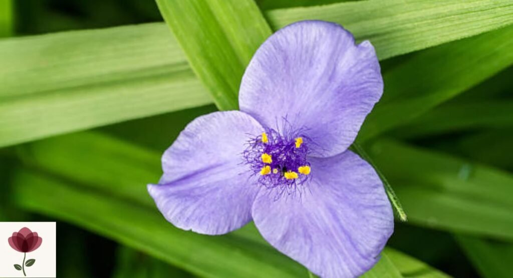 Virginia Spiderwort