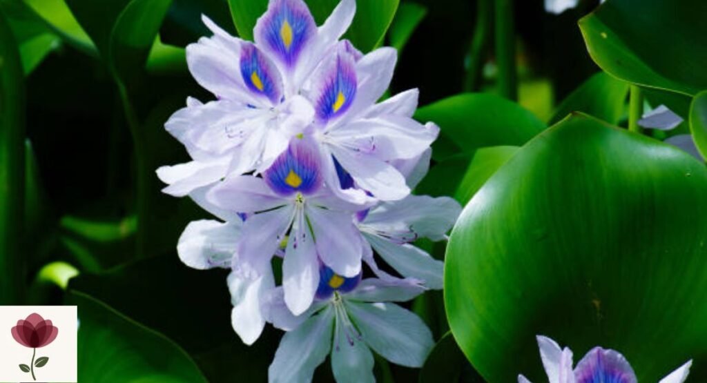 Water Hyacinth