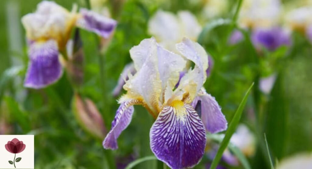 Water Iris