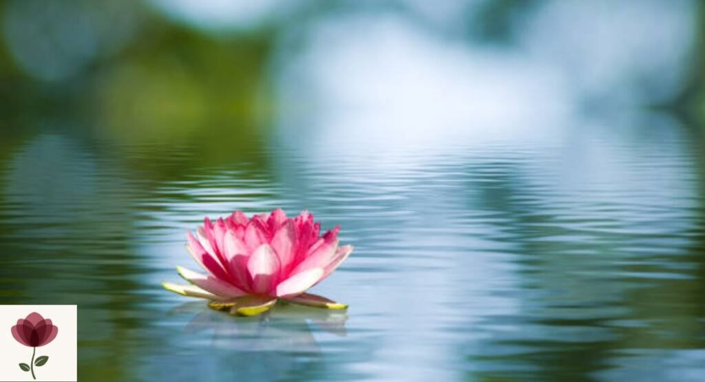 Water Lotus