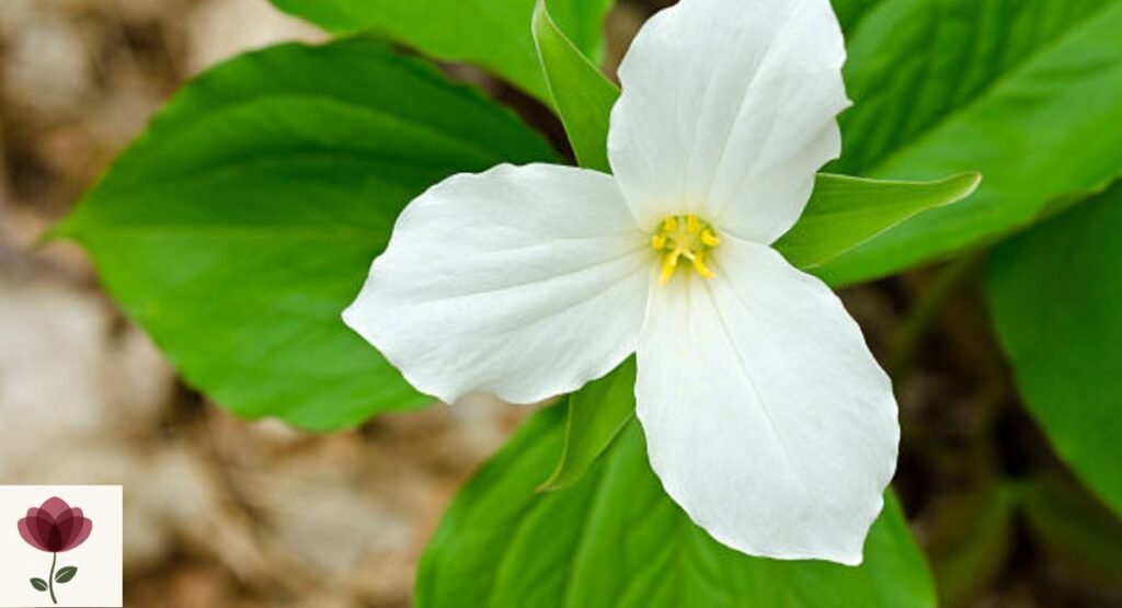 White Trillium