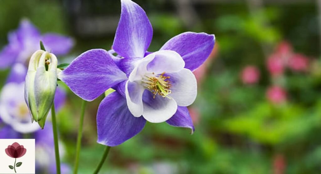 Wild Columbine