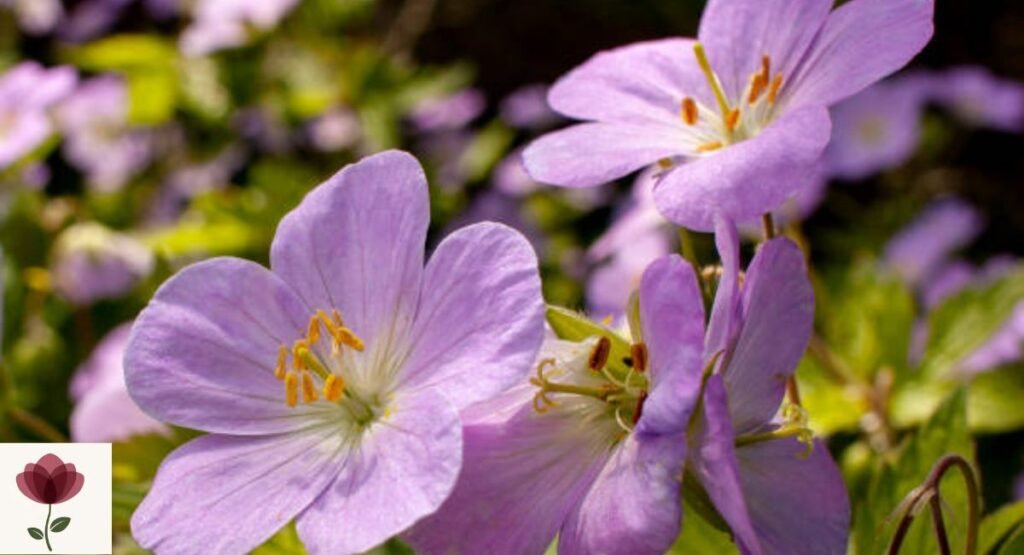 Wild Geranium