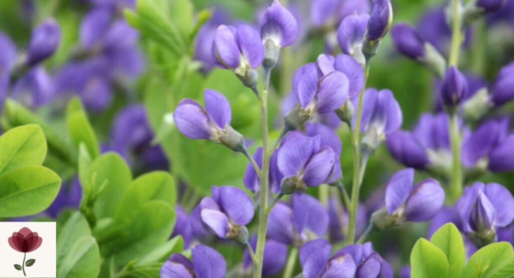 Wild Indigo