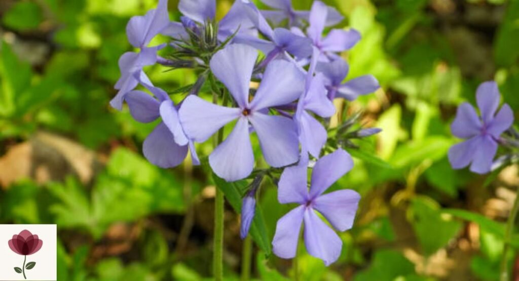Wild Phlox