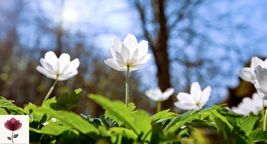 Windflower