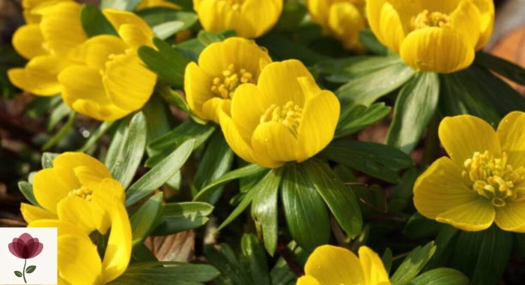 Winter Aconite