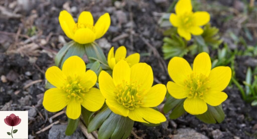 Winter Aconite