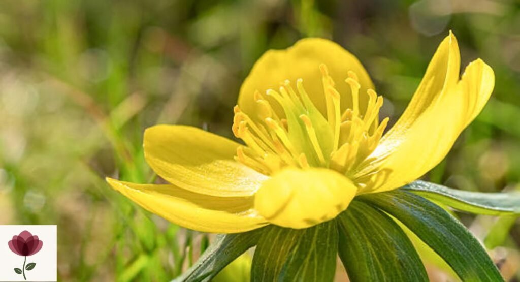 Winter Aconite
