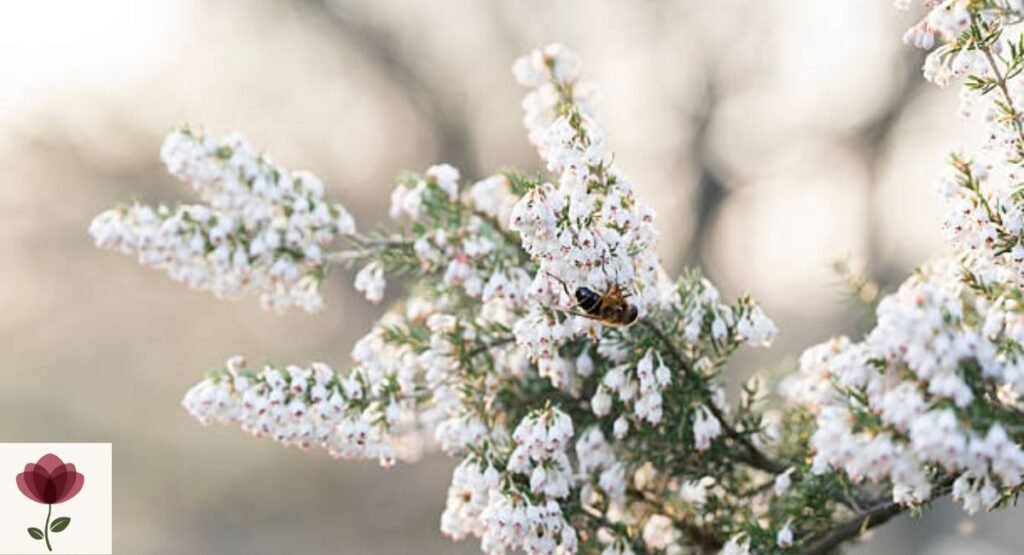 Winter Heather