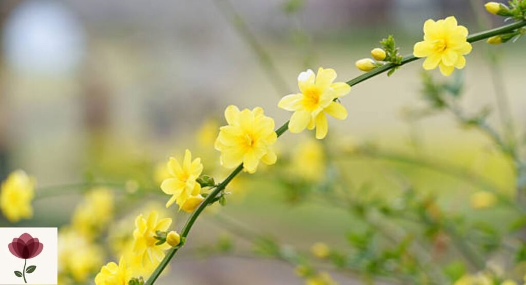 Winter Jasmine