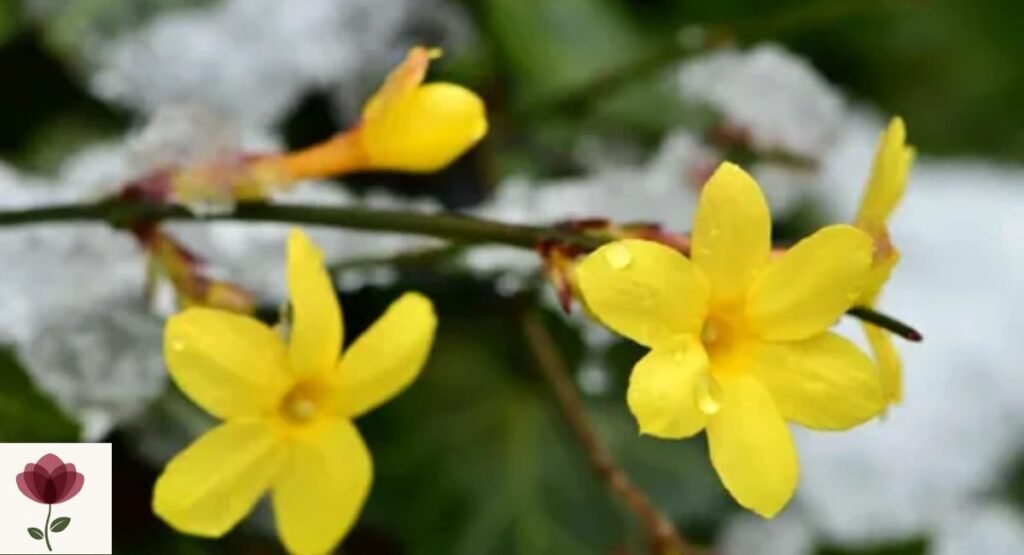Winter Jasmine