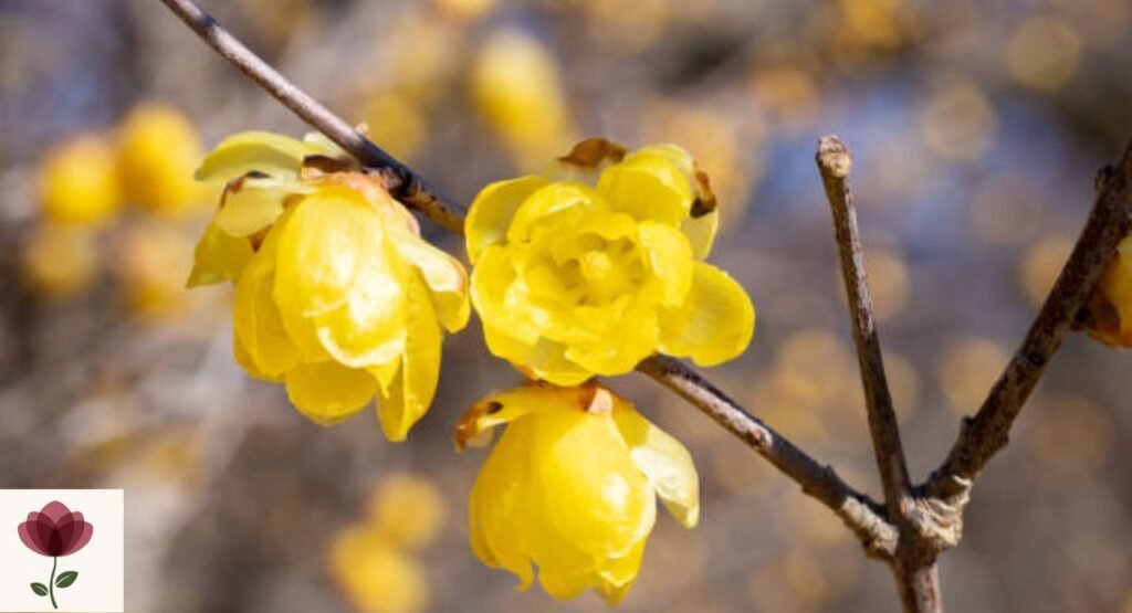 Wintersweet
